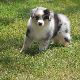 Keel - Blue merle female Australian Shepherd puppy in Jameson, Missouri from Sky Creek