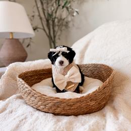 Solace - Tri-color female Bernedoodle puppy in Cold Spring, Minnesota from A.N.A. Doodles