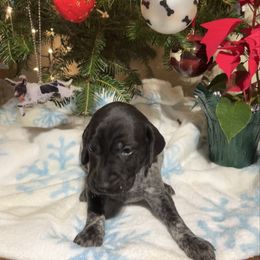Macy - Black roan female German Shorthaired Pointer puppy in Jackson, Georgia from Tiner GSP’s LLC