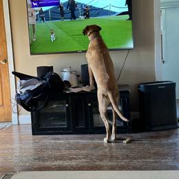 Rhodesian Ridgeback All Grown Up from Abbey Rhode Rhodesian Ridgebacks