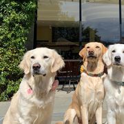Golden Retrievers and Working Dog Crosses from Level Up Retrievers