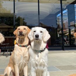 Golden Retrievers and Working Dog Crosses from Level Up Retrievers