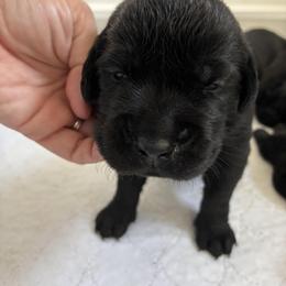 Girl 1 - female Labrador Retriever puppy in Tiverton, Rhode Island from Our Little Farm