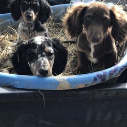 Dachshund and Miniature Schnauzer Puppies from The Bossy Doxie Farm