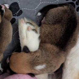 Emerald - Fawn female Pembroke Welsh Corgi puppy in Beaverton, Oregon from Pordr Corgis