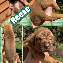 Reece - Fawn female Great Dane puppy in Wellsville, New York from Prophecy Danes