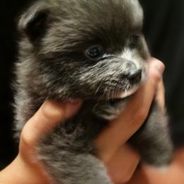Lil Blu - Blue male Pomeranian puppy in Mays Landing, New Jersey from KB Pom Pups