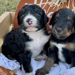 Bernedoodles from South Plains Bernedoodles