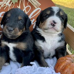 Bernedoodles from South Plains Bernedoodles