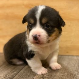 Tricolor 3 - Black and tan male Pembroke Welsh Corgi puppy in Glendale, Arizona from CorgiholicsAz