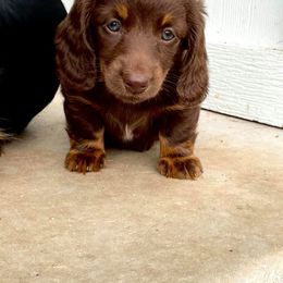Dachshund Puppies from Strom Ranch