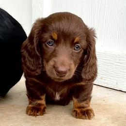 Dachshund Puppies from Strom Ranch