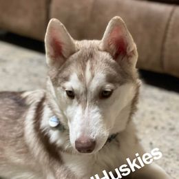 Ember - Siberian Husky