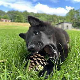 Belgian Sheepdog puppies from Wildmour K9