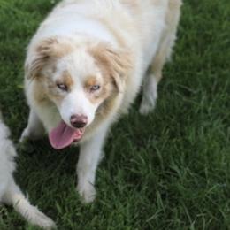 Lizzie - Australian Shepherd