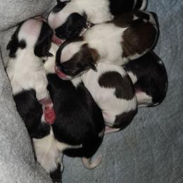 Japanese Chin puppies from Chin Babies