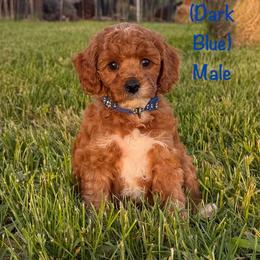Thunder - Red  male Goldendoodle puppy in De Pere, Wisconsin from Kinzor Kennels