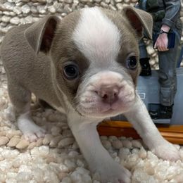 Boston Terriers from Brenda's Boston Babies