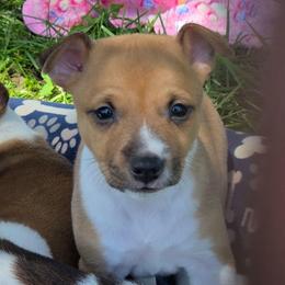Red Sable Irish-Marked Female - Red white and sable female Rat Terrier puppy in Webb City, Missouri from Rocking 4C