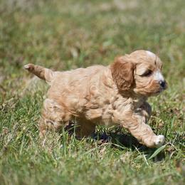 Peggy - Red female Cavapoo puppy in Narvon, Pennsylvania from Stoltzfus Family Puppies (license number 18844)