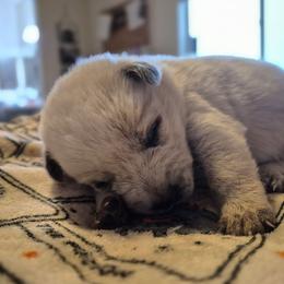 Oak - Red speckled male Australian Cattle Dog puppy in Prescott Valley, Arizona from KS Cattle Dogs