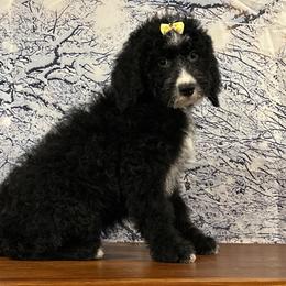 Maude - Black and white female Bernedoodle puppy in Owenton, Kentucky from Elagant Acres