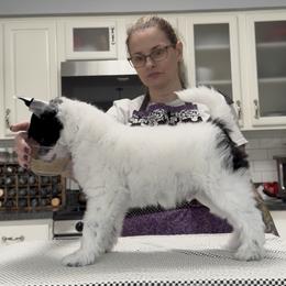 Meatball - White and black male Chinese Crested puppy in Bolingbrook, Illinois from Mystery Chinese Cresteds