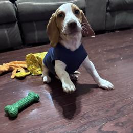 Domino Andy Spear aka Lucky Dot - Lemon and white male Beagle puppy in Meridianville, Alabama from Spear Lake Beagles