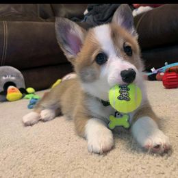 American Corgi and Pembroke Welsh Corgi Puppies from Corgi Daze