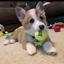 American Corgi and Pembroke Welsh Corgi Puppies from Corgi Daze