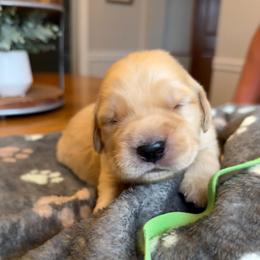 Green boy - Golden male Golden Retriever puppy in Macy, Indiana from Macy Golden Meadows