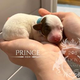 Prince - Chocolate and tan male Dachshund puppy in Nampa, Idaho from 208 Dox Dynasty