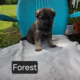 Forest - Sable male German Shepherd puppy in Cave City, Arkansas from Bayou Valley Shepherds and American Hunt Terriers