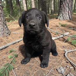 Ritchie - Black male German Shepherd puppy in Oakland, Oregon from VHM German Shepherds