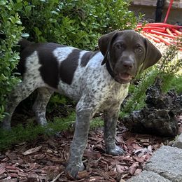 Ridge-Black Collar - Liver and white male German Shorthaired Pointer puppy in Conroe, Texas from Tipsy Rabbit GSP TopDog Kennel