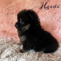 Pomeranian Puppies from petticoatpoms