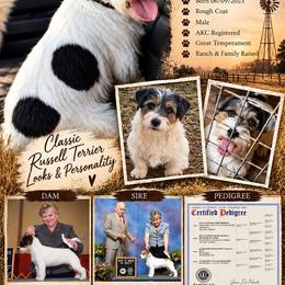 Beamer - Tri-color male Russell Terrier puppy in Oklahoma from Elite Russell Terriers