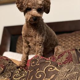 Barkley - Poodle