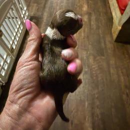 Pluto - Chocolate and white male Chihuahua puppy in Dime Box, Texas from Color Me Crazy Chihuahuas