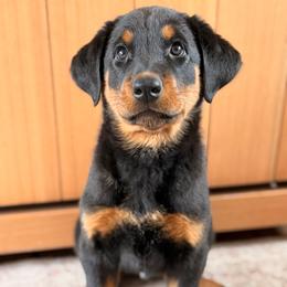 Balthazar Von Zirbes Hundehutte - Black and tan male Beauceron puppy in Excelsior, Minnesota from Von Zirbes Hundehutte
