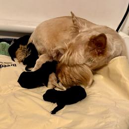 Bonnie - Black female Scottish Terrier puppy in Crossville, Tennessee from Cavern Kennels