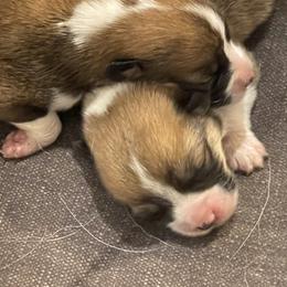 Pembroke Welsh Corgi Puppies from Holly Harmer