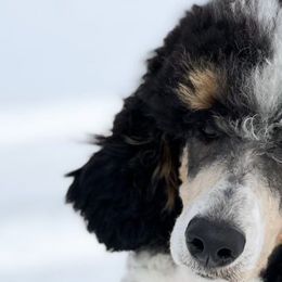 Spencer - Poodle