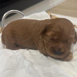 Gus - Apricot male Goldendoodle puppy in Salem, Utah from Karmadoodlee