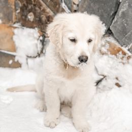 Golden Retriever Puppies from Sanctuary Ranch Goldens