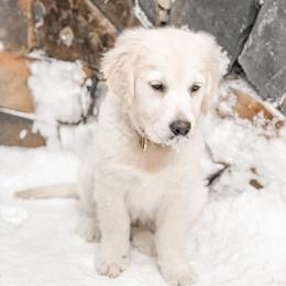 Golden Retriever Puppies from Sanctuary Ranch Goldens