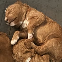 Goldendoodle Puppies from Ohio Valley Doodles