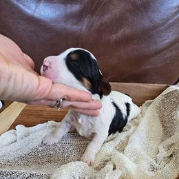 Lucky - Black and white male Bernedoodle puppy in Decatur, Georgia from So Adoodable