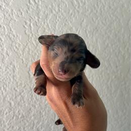 Juno - Dapple female Dachshund puppy in Moreno Valley, California from rdachshunds