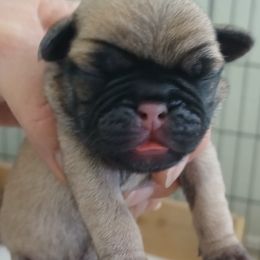 Nicholas - Fawn male Pug puppy in Concho Valley, Arizona from Agape Pugs